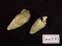 藏品(小筍螺)的圖片